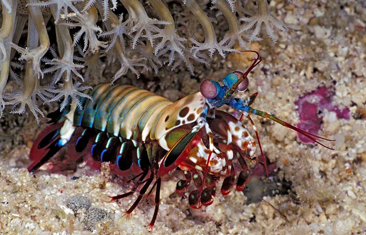 Mantis Shrimp Under Coral