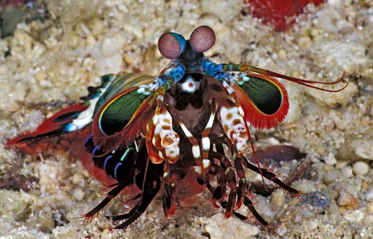Mantis Shrimp Portrait