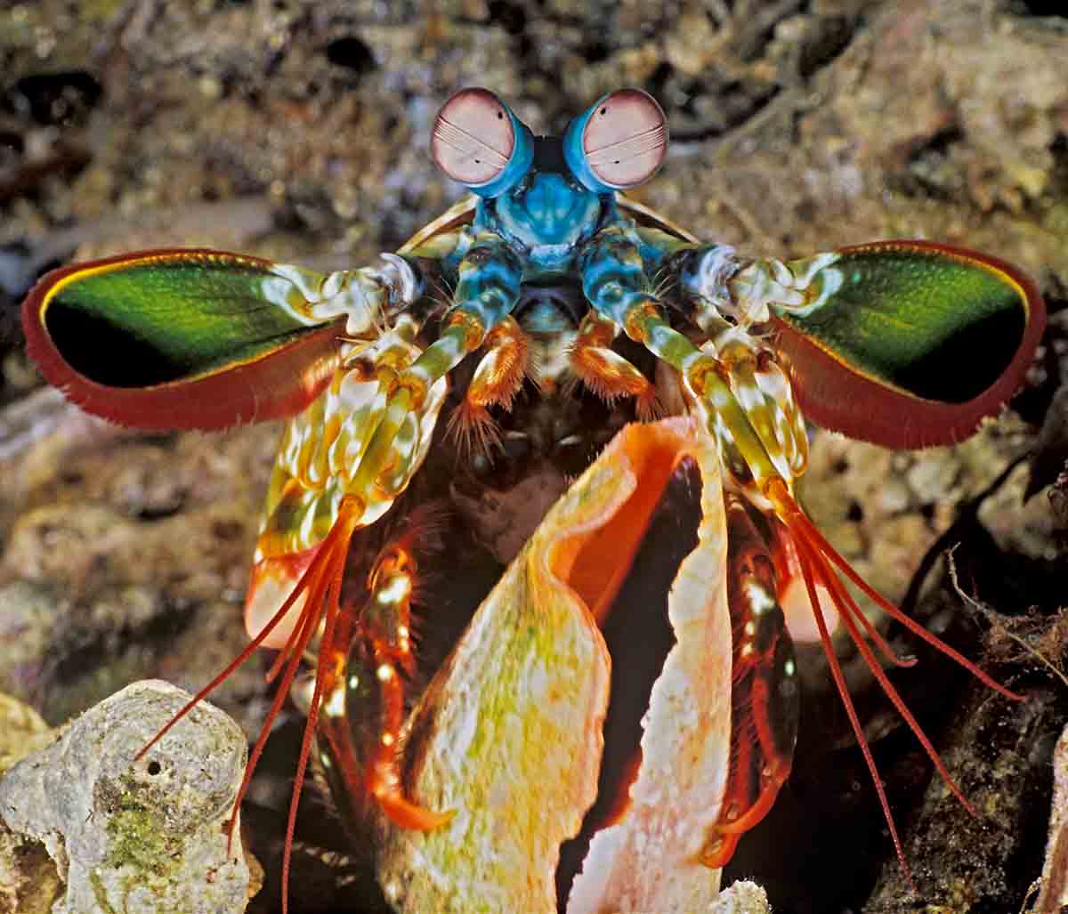 Mantis Shrimp Shell
