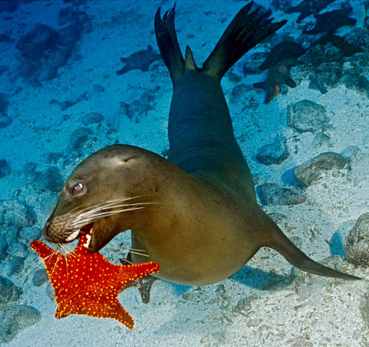 Sea Lion playing with Starfish