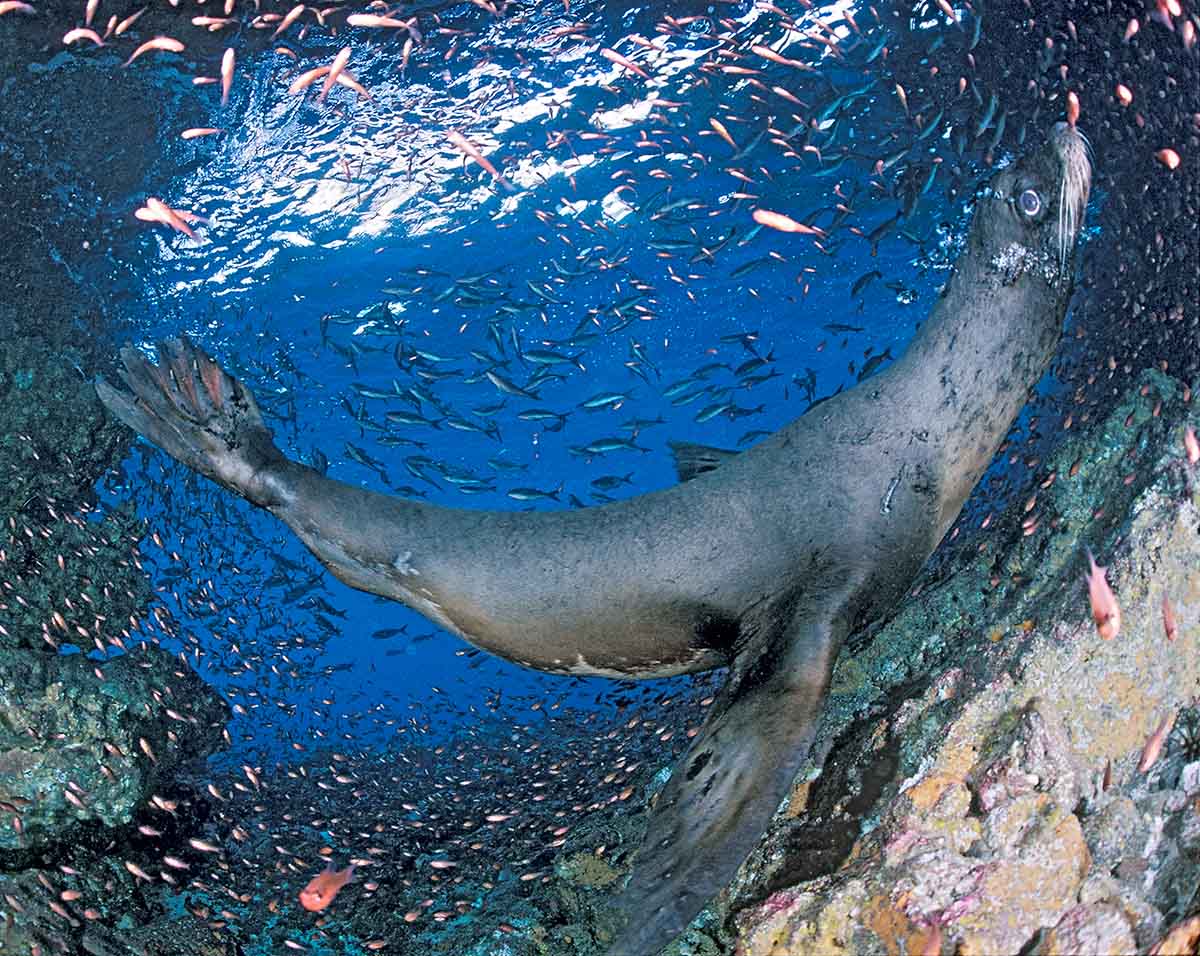 Sea Lion playing in cave